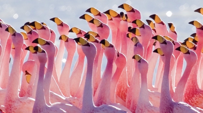 Flamingos. Foto de Pedro Szekely/Flickr
